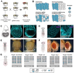 A large-scale resource for tissue-specific CRISPR mutagenesis in Drosophila
