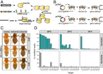 Multiplexed conditional genome editing with Cas12a in Drosophila